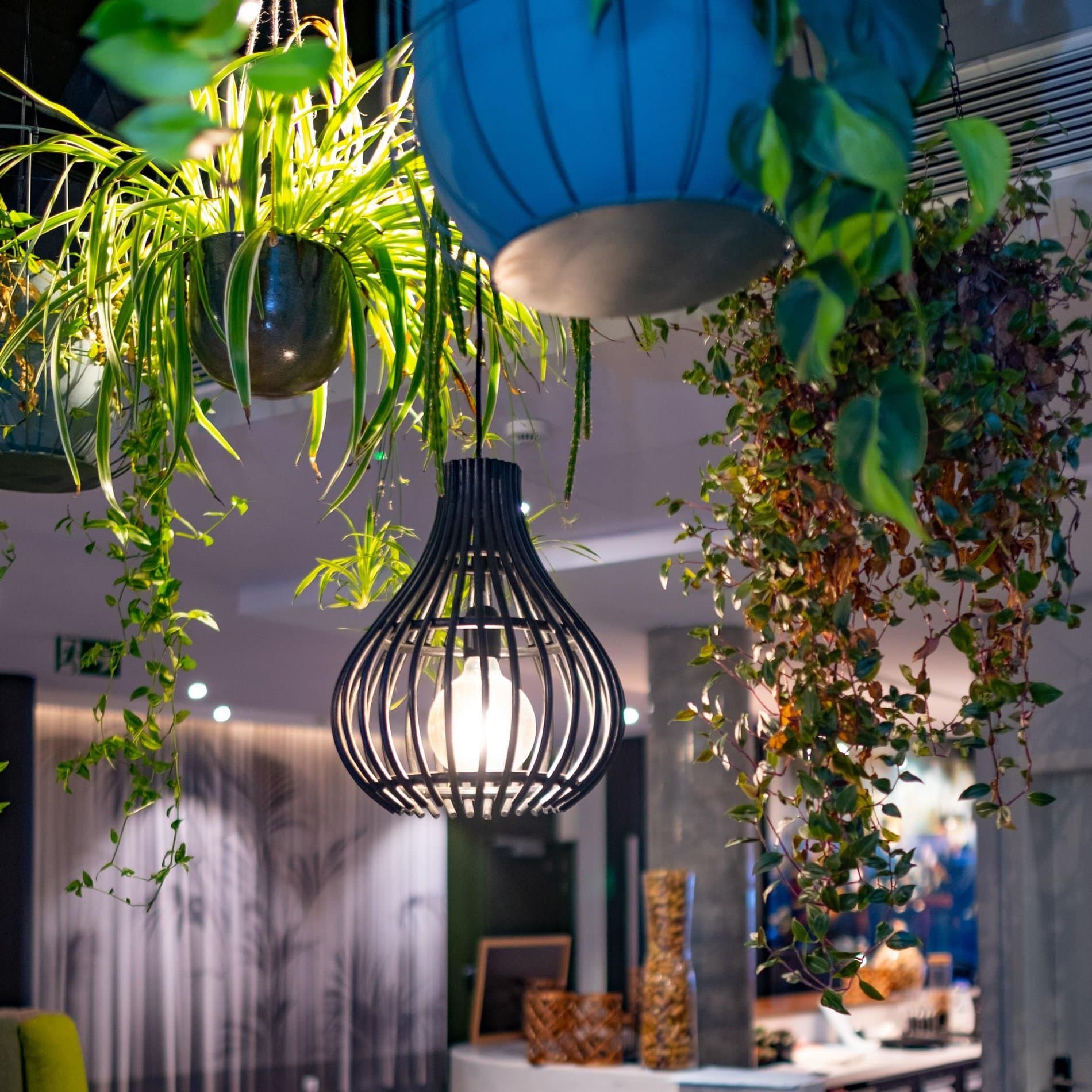 Modern hanging pendant lamp surrounded by cascading green and burgundy ivy plants indoors.